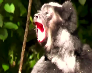 Lemuri, l’Università di Torino li studia per capire la musica